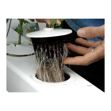 Aeroflos  28 plantes  180x67xh 44 cm